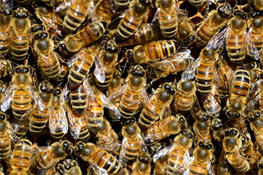 Pest-Control-Melbourne-Bees