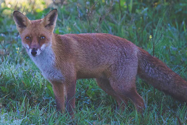 wildlife-control-melbourne-foxes