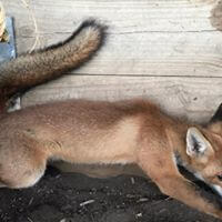 wildlife Fox control service provider in Melbourne