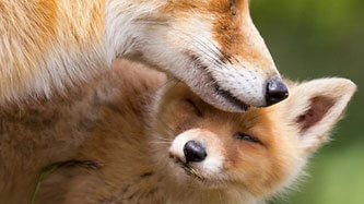 Humane-culling-of-foxes